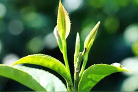祁门红茶历史渊源和知名度图片