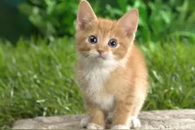 把猫咪寄养在前男友家里  结果猫咪被现任女友踢死图片