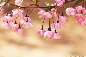 世有解语花 ，凭谁解花语。原来解语花是它啊！图片
