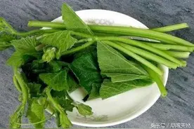 南瓜叶有药用价值？农村人真会吃，不仅吃红薯叶，还吃南瓜叶！图片