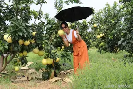 蜜柚采摘原来这么好玩图片