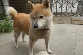 给家里的柴犬剃了毛，没想到，收获一只萌狗图片