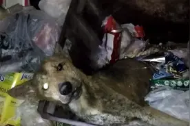 老黄狗深夜躺在垃圾桶中痛苦嚎叫，我做错了什么事而抛弃我图片