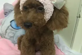 对于贵宾胎毛我是这样看待的。图片