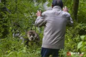 深山养蜂17载 白天驱猴晚上防熊图片