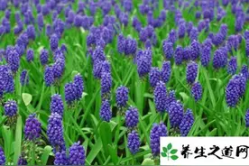 葡萄风信子的花语图片