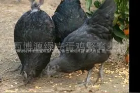 中国正宗绿壳蛋五黑一绿黑乌鸡首选江西博源绿壳蛋鸡繁育基地图片