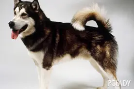阿拉斯加雪橇犬耳朵怎么护理？如何清洁？图片