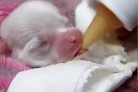 给刚出生的狗狗喂奶视频封面