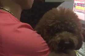 看到有人偷袭男主人，呆萌泰迪张口就要咬，不准打扰我主人玩游戏图片