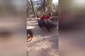 肥猪变为座驾！骑猪侠演示驯猪绝技！视频封面