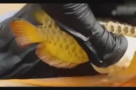 稀罕事！金龙鱼产子过程 竟然是从嘴里产小鱼！