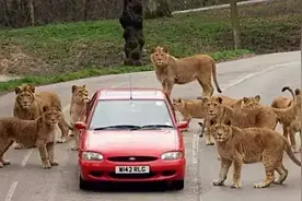 话题真言|猛兽区自驾游，停止还是继续？图片