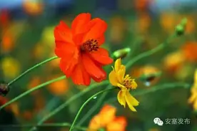你不来 我不老—我在安塞南沟格桑花谷等你！约吗？图片