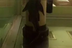 别碰我视频封面