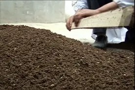 苍蝇养殖技术教程之蝇蛆的分离视频封面