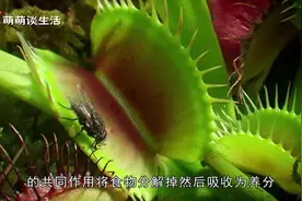 恐怖的“食人树”，既吃肉还吃人？原来“食人树”竟是这种东西？视频封面