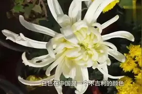 为何护士要穿白裤子，而医生就不用答案让人心酸！视频封面