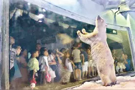 港媒:"世界最悲伤"北极熊搬家梦碎 商场还要扩建养熊猫图片