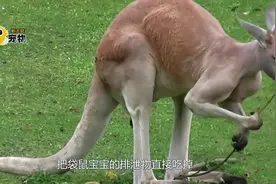 袋鼠宝宝在妈妈口袋里吃喝拉撒，袋鼠妈妈是如何清理的视频封面