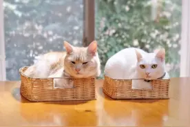 这两只猫兄妹的日常，真是萌到我了图片