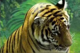 母猪咬伤仔猪是怎么回事？看看本文你就知道了！图片