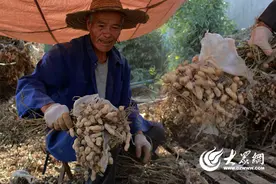 原来农村人这样“摔”花生的！图片