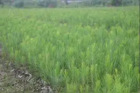 马尾松苗木育苗及种植技术图片
