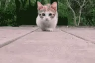 无敌猫星人,猫咪动态搞笑图图片