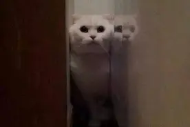 喵星人：铲屎的，来玩躲猫猫，最后一个喵你够了！图片