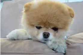 狗狗为什么不能吃巧克力，狗为什么吃粑粑 呃。。。图片