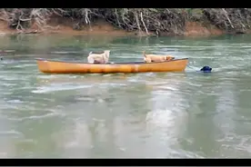 狗界英雄！狗狗英勇跳下水舍命救出困在独木舟上的同伴上岸！图片