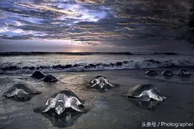 成千上万只海龟集体上岸产蛋图片