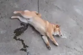 柴犬狗狗做梦撒尿，醒来发现尿了一地一脸懵逼！图片