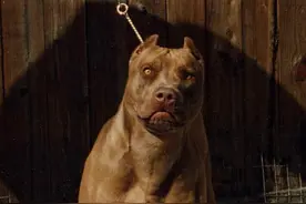 比特犬大战愤怒的公牛，咬牛嘴被甩飞，结局如何？图片