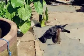 狗妈给猫娃喂奶，动物跨界也爱心满满图片