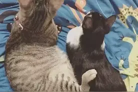 资深猫奴下决心要把爱猫纹在身上，可是当第一针下去以后...图片
