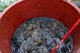 在农村，没有池塘，用水缸也能种出待客的莲藕（附种植流程）图片