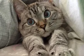 猫咪剪指甲时超乖模样不可思议，它的反应让所有猫奴都羡慕嫉妒恨图片