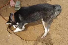 主人将哈士奇带去海边埋到沙子里玩，结果二哈一脸威胁的看着主人图片