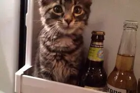 猫猫见女票家长的场景，这臭小子是谁？图片