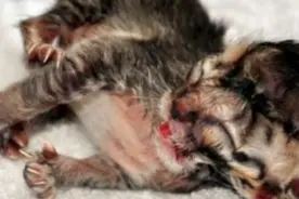 母猫产下小猫咪，其中一只遭妈妈嫌弃自生自灭竟因其是双脸猫图片