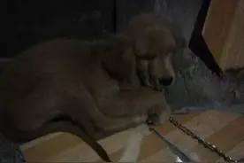 马蜂还真可怕。图片