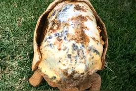 世界上第一个拥有3d龟壳的乌龟图片