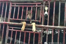 主人从屠宰场救出爱犬，当绝望狗狗看到主人后紧抱住大腿不松手！图片