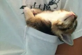 猫咪打瞌睡，真的是没什么地方不可以的图片