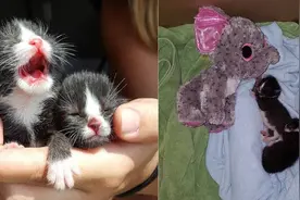捡回来两只被遗弃的小猫咪，小猫咪的表现让狗主人都觉得很吃惊！图片