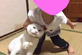 喵星人在家和小孩玩耍，看完这些照片，主人一定要给猫加小鱼干图片