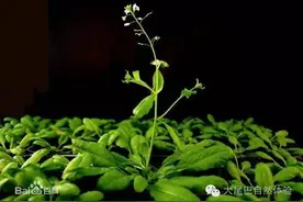 每天一物种：“天宫二号”带一种奇怪植物上天，谁吃过它？图片