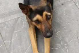 来自一只“土狗”的自述图片